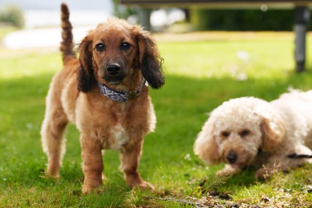 Loch Fyne Hotel & Spa deserve a round of a-paws.