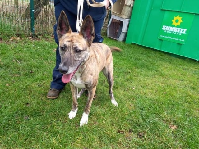 Annie is another hugely energetic dog who'll need a lot of attention. She's three years old, so she's in her prime - she probably won't get along very well with a cat or another dog, though.