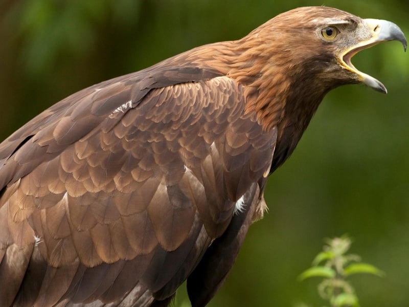 The Bird of Prey Trail links eleven viewing locations over the long archipelago that stretches out for 130 miles from Barra to Lewis. According to the Visit Outer Hebrides website the trail is ‘excellent’ for birds like ‘hen harrier, short-eared owl and merlin’.