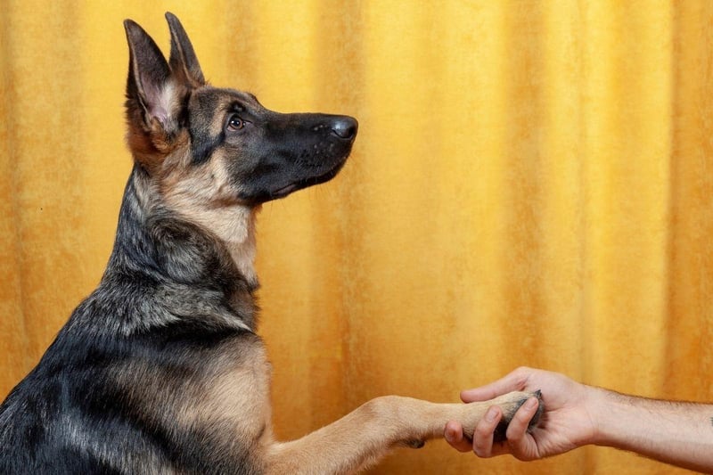Claiming the bronze medal for obedience is the German Shepherd - which is also one of the most all-round intelligent breeds of dog.