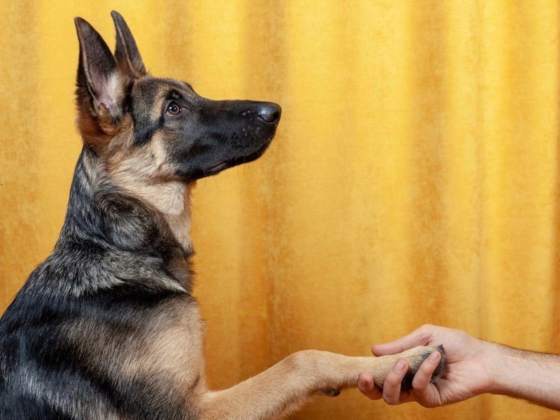 Claiming the bronze medal for obedience is the German Shepherd - which is also one of the most all-round intelligent breeds of dog.