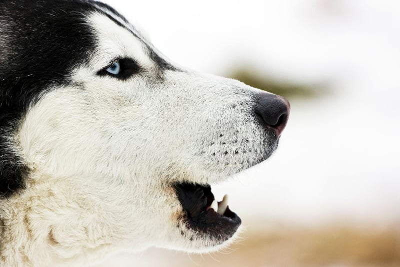 Full of energy, the Siberian Husky tends to bark to get attention and let you know they'd like to play a game. Get two or more of this breed together and you can expect howling as well as barking as they enjoy noisily communicating with each other.