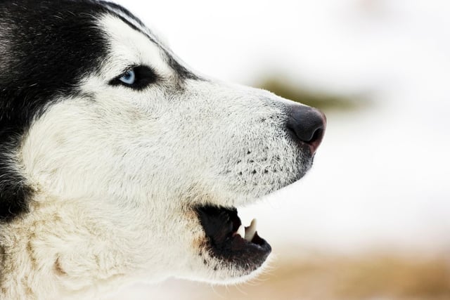Full of energy, the Siberian Husky tends to bark to get attention and let you know they'd like to play a game. Get two or more of this breed together and you can expect howling as well as barking as they enjoy noisily communicating with each other.