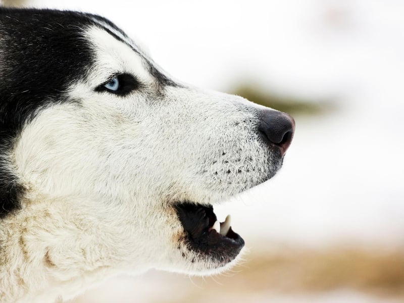 Full of energy, the Siberian Husky tends to bark to get attention and let you know they'd like to play a game. Get two or more of this breed together and you can expect howling as well as barking as they enjoy noisily communicating with each other.