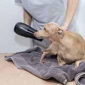 These are the breeds of dog that need the least amount of grooming.