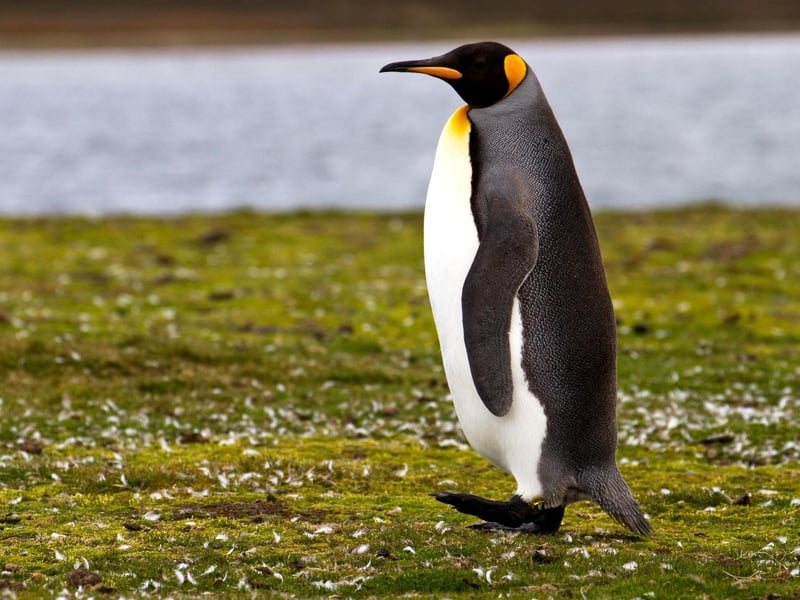 Sir Nils Olav is the world’s only knighted penguin and he is the mascot of his guard. Guardsmen like to visit this soldierly King Penguin every few years during their visit to perform at the Edinburgh Military Tattoo.