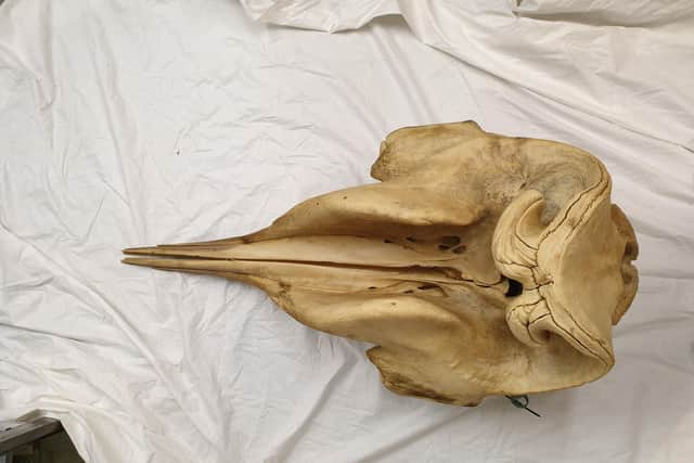 An image of the whale skull.