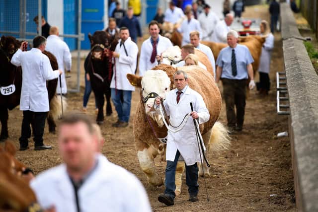 Cattle being shown on day two of The Royal Highland Show on June 21, 2019. This year the show runs from June 23-26 - tickets must be bought in advance. (Photo by Jeff J Mitchell/Getty Images)
