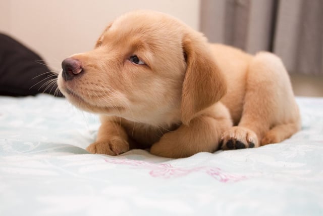 Anybody who has welcomed a Labrador into their family will know the strong bond they form with the younger members of the clan. They naturally alter their behaviour with small or nervous children, but also adore more rough-and-tumble play with more boisterous kids.