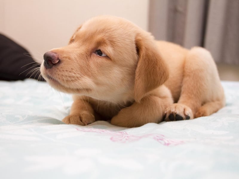 Anybody who has welcomed a Labrador into their family will know the strong bond they form with the younger members of the clan. They naturally alter their behaviour with small or nervous children, but also adore more rough-and-tumble play with more boisterous kids.