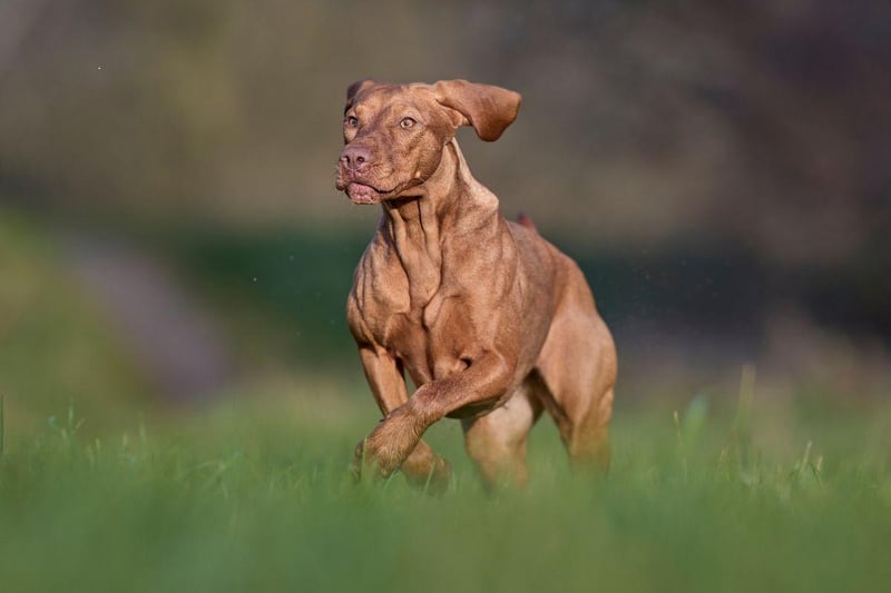 The Vizsla was used for falconry as far back as the 14th century, when it would spend all day happily ranging the vast Hungarian plains. Today it makes for a great pet for an active family, who can take it in turns to take their dog out for long walks.