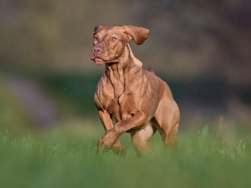 The Vizsla was used for falconry as far back as the 14th century, when it would spend all day happily ranging the vast Hungarian plains. Today it makes for a great pet for an active family, who can take it in turns to take their dog out for long walks.