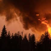 The world is already experiencing some of the deadly impacts of climate change -- this forest was incinerated in a massive wildfire that ripped across thousands of acres in the US state of California during a record heatwave in July this year. Photo: David McNew/Getty Images
