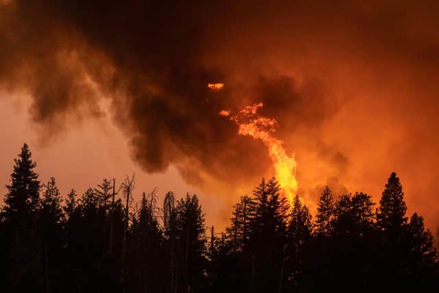The world is already experiencing some of the deadly impacts of climate change -- this forest was incinerated in a massive wildfire that ripped across thousands of acres in the US state of California during a record heatwave in July this year. Photo: David McNew/Getty Images