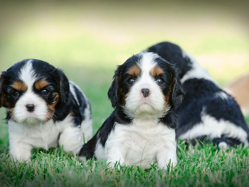Named after King Charles II of England, who was said to be particularly fond of toy spaniels, there were 3,772 Cavalier King Charles Spaniels registered last year.