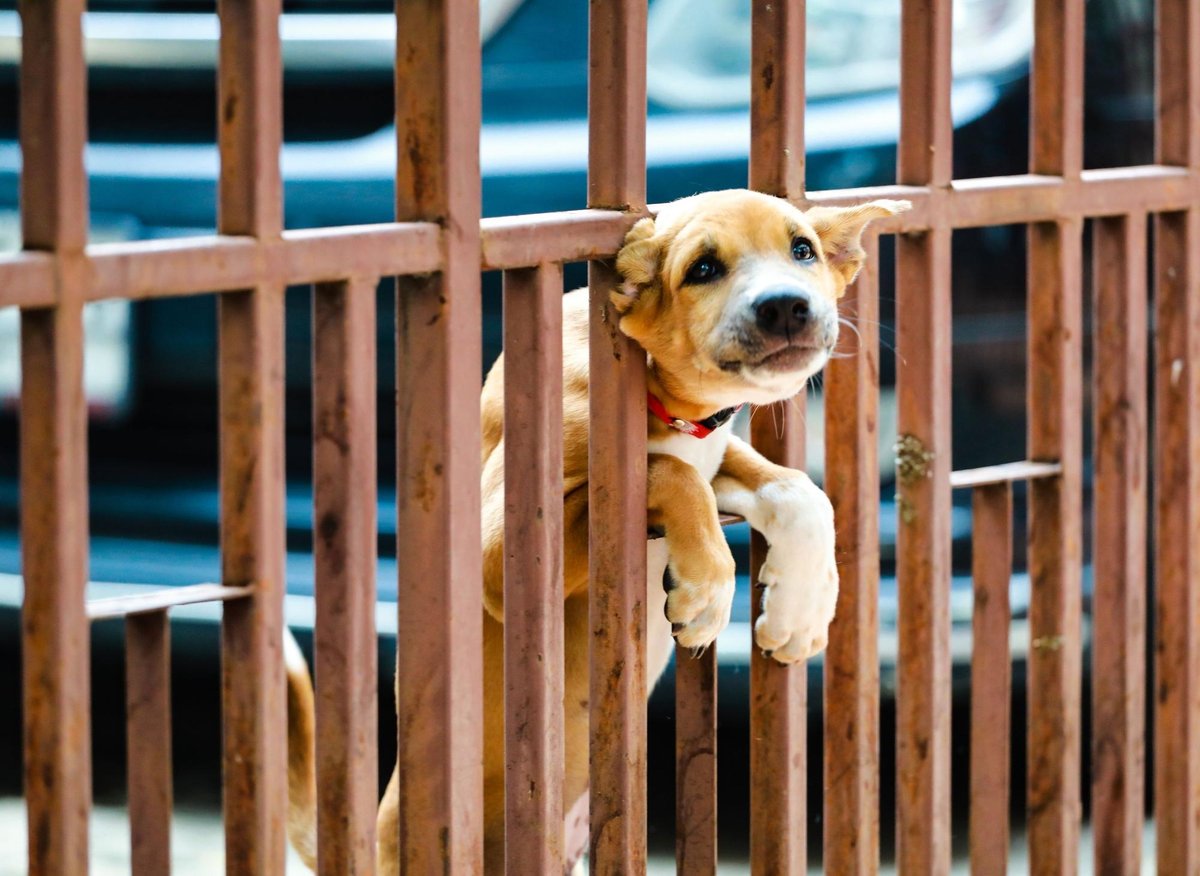Here are the 10 most stupid breeds of adorable but dumb dog - including the  loving Bulldog | The Scotsman