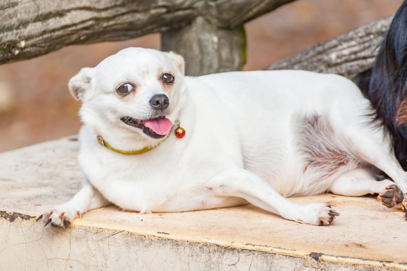 If your dog is already fairly active, try changing their usual exercise routine and adding other exercises like swimming. Swimming is a great way for a dog to exercise without putting any excess stress or strain on their joints, although remember not all breeds are built to swim - the likes of Bulldogs, Pugs, French Bulldogs, and Corgis generally prefer to stay on dry land.