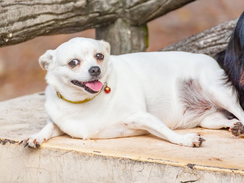 If your dog is already fairly active, try changing their usual exercise routine and adding other exercises like swimming. Swimming is a great way for a dog to exercise without putting any excess stress or strain on their joints, although remember not all breeds are built to swim - the likes of Bulldogs, Pugs, French Bulldogs, and Corgis generally prefer to stay on dry land.