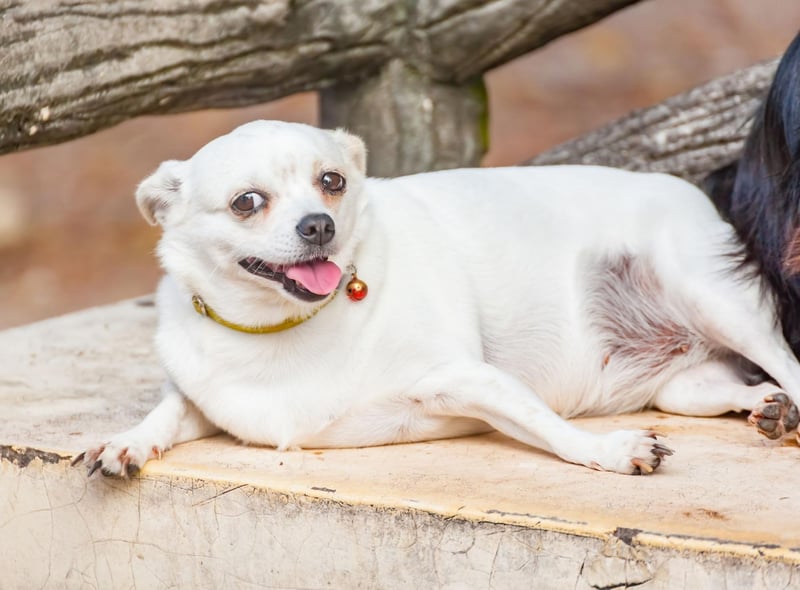 If your dog is already fairly active, try changing their usual exercise routine and adding other exercises like swimming. Swimming is a great way for a dog to exercise without putting any excess stress or strain on their joints, although remember not all breeds are built to swim - the likes of Bulldogs, Pugs, French Bulldogs, and Corgis generally prefer to stay on dry land.