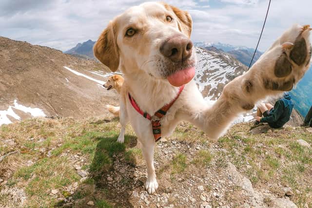 Holidays just aren't the same without your dog! Animal News Agency