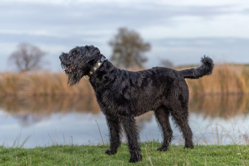 A true renaissance dog, the Giant Schnauzer is equally at home as a guard dog, a search and rescue dog, a police dog or a herding dog. In Europe they are also used as cart dogs, pulling along supplies or even people.