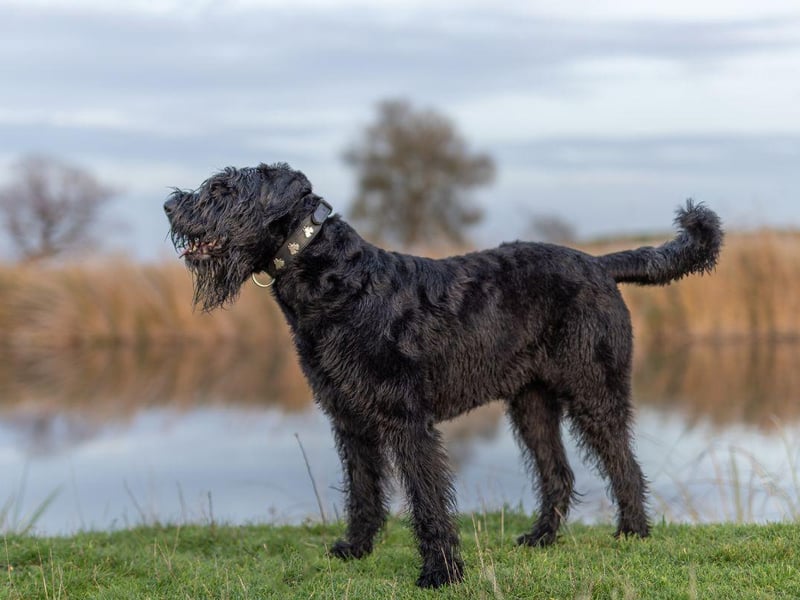 A true renaissance dog, the Giant Schnauzer is equally at home as a guard dog, a search and rescue dog, a police dog or a herding dog. In Europe they are also used as cart dogs, pulling along supplies or even people.