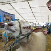 Scottish sheep farms will be worst hit by the UK’s post-Brexit free trade agreements (FTAs), new research has shown (pic: Lisa Ferguson)