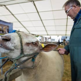 Scottish sheep farms will be worst hit by the UK’s post-Brexit free trade agreements (FTAs), new research has shown (pic: Lisa Ferguson)