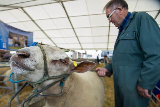 Scottish sheep farms will be worst hit by the UK’s post-Brexit free trade agreements (FTAs), new research has shown (pic: Lisa Ferguson)