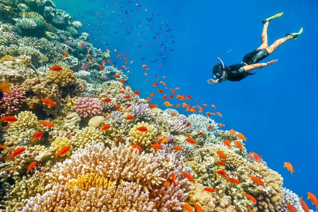 It's fine to swim near a coral reef but don't poke the delicate system (Picture: PA)