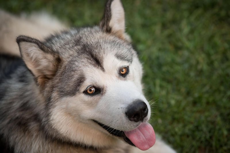 Alaskan Malamutes are a great choice for people who like taking plenty of exercise with their pets, but they get bored easily and then have a tendancy to play rough. They are also very possessive over their food, which is something a young child may find hard to understand.