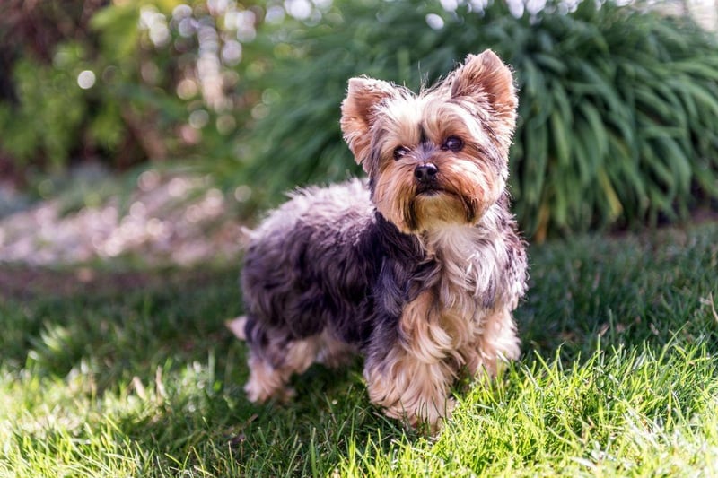 A small dog that's big on getting mucky, the Yorkshire Terrier's coat seems to soak up mud and dirt like a sponge.