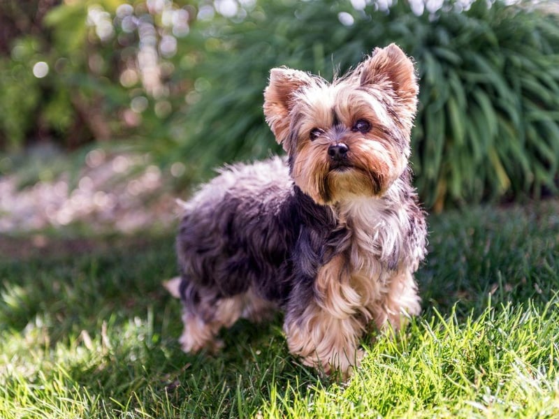 A small dog that's big on getting mucky, the Yorkshire Terrier's coat seems to soak up mud and dirt like a sponge.