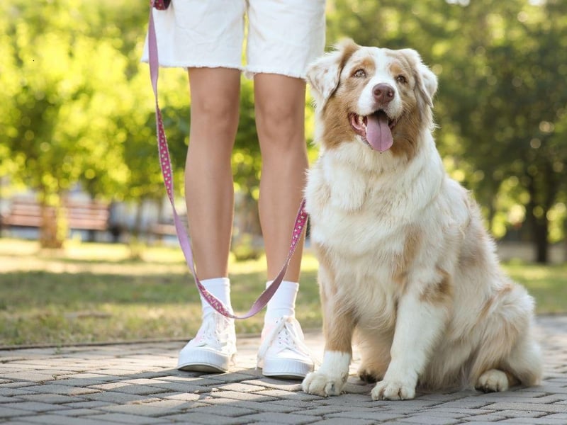The loyal Australian Shepherd was developed in the United States from European herding dogs and became popular cowboys. As family pets they consider their humans to be part of their pack and like to keep them as close as possible at all times.
