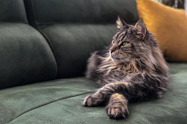These big, friendly giant cat breeds are incredibly mellow and chilled out in nature. They love to curl up on your lap and have a snuggle in.