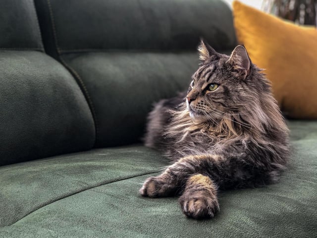These big, friendly giant cat breeds are incredibly mellow and chilled out in nature. They love to curl up on your lap and have a snuggle in.