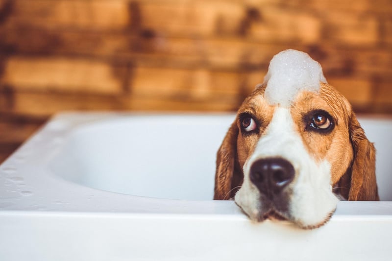 One of the things that dogs hate the most is getting water in their ears - hence shaking off mid-bath in an attempt to remove trapped water. This can be controlled by placing a small cotton ball inside your pet’s ears while bathing, providing your dog with a more pleasant bathing experience.