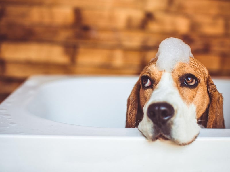 One of the things that dogs hate the most is getting water in their ears - hence shaking off mid-bath in an attempt to remove trapped water. This can be controlled by placing a small cotton ball inside your pet’s ears while bathing, providing your dog with a more pleasant bathing experience.