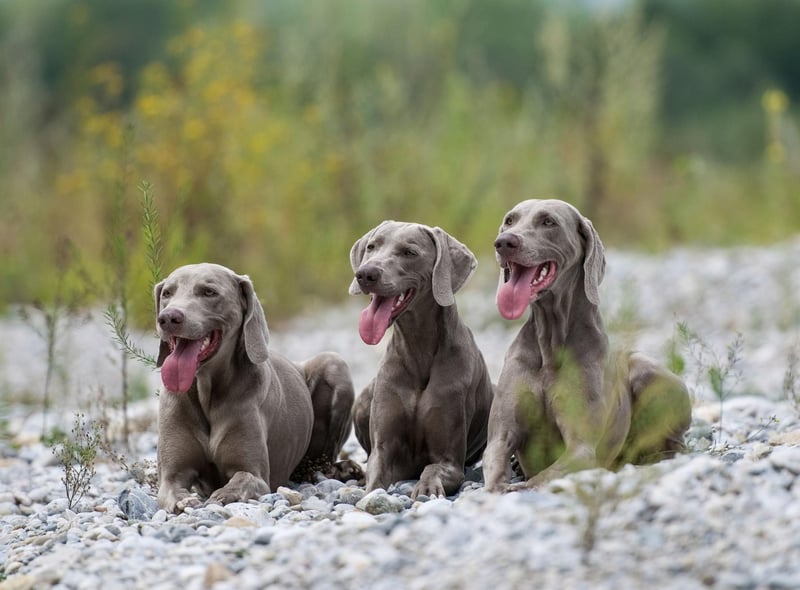 A large and beautiful dog bred to hunt big game, the Weimaraner sometimes doesn't know its own strength and can enjoy playing rough with its human family. This is no problem when it comes to adults, but can be a problem with youngsters.