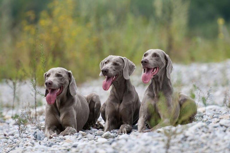 A large and beautiful dog bred to hunt big game, the Weimaraner sometimes doesn't know its own strength and can enjoy playing rough with its human family. This is no problem when it comes to adults, but can be a problem with youngsters.