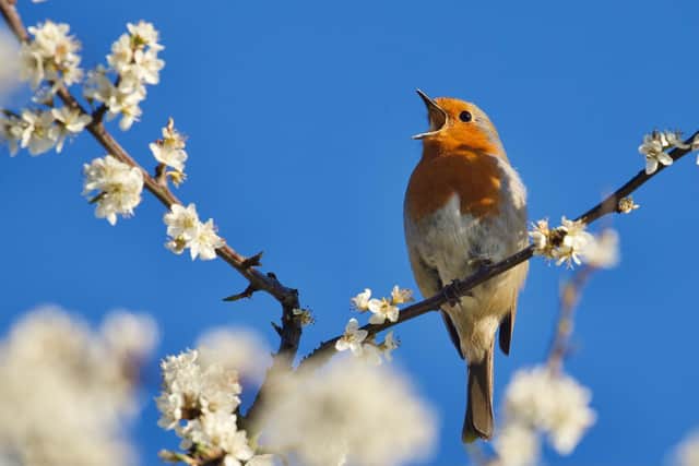 What makes the robin Britain’s favourite bird?