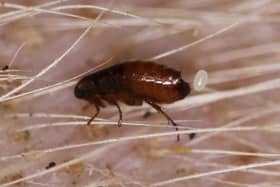   Fleas in your pet’s fur could be just part of the problem, with carpets and bedding harbouring more of the infestation  