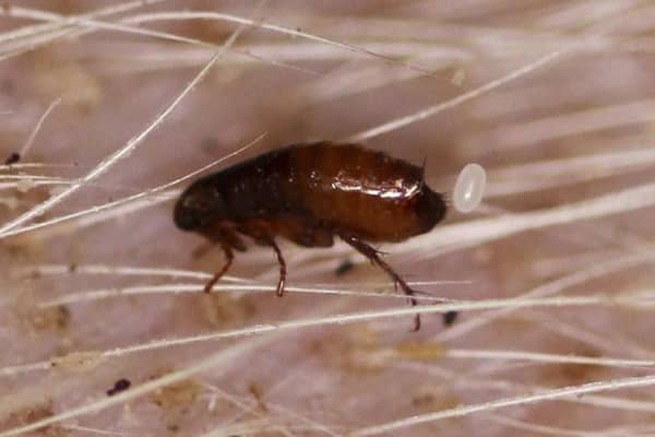   Fleas in your pet’s fur could be just part of the problem, with carpets and bedding harbouring more of the infestation  