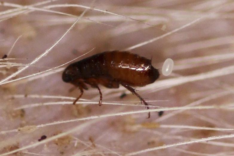 Fleas keep coming back? The hidden problem in your home and the treatment offer