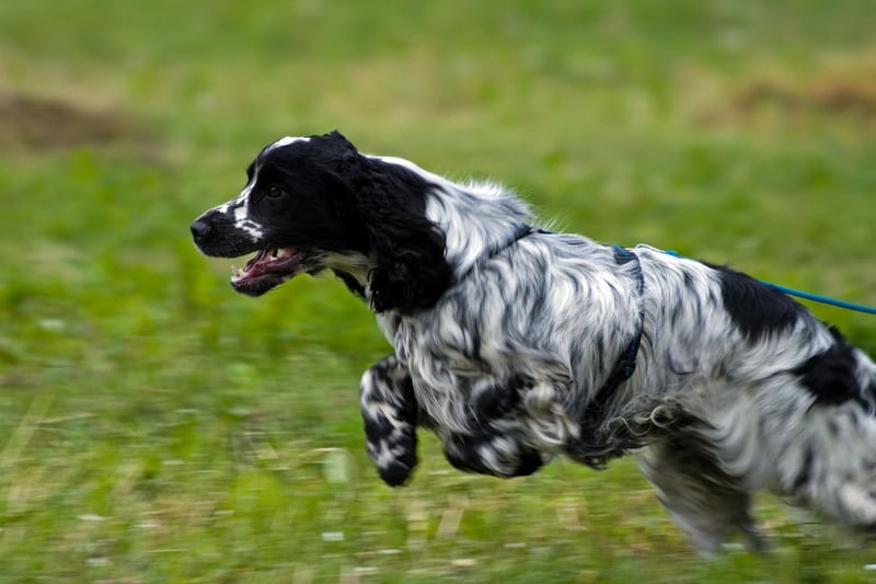 There are actually two distinct breeds of Cocker Spaniel - the American Cocker Spaniel and the English Cocker Spaniel - but both are simly called Cocker Spaniels in their native countries.