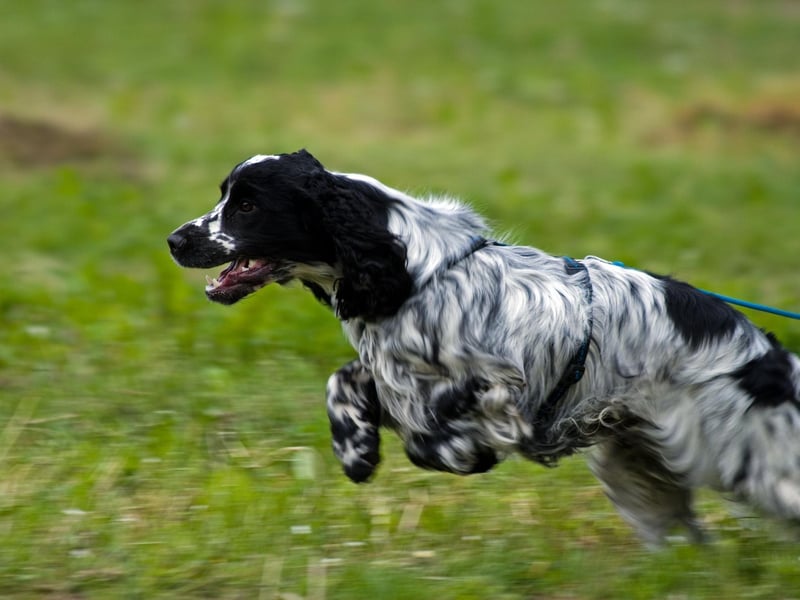 There are actually two distinct breeds of Cocker Spaniel - the American Cocker Spaniel and the English Cocker Spaniel - but both are simly called Cocker Spaniels in their native countries.