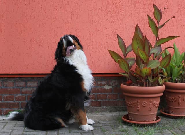 Plants are just one of the common household items that can prove to be a hazard to pets.