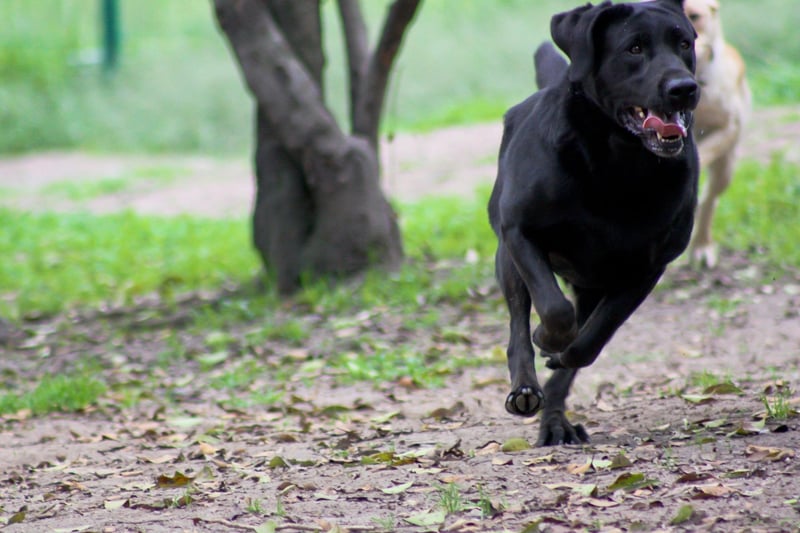 Labradors are the perfect running companion for beginners, thanks to their friendly temperament and easy-to-train nature. They possess several great traits that make them the ideal running companion for those new to the outdoor activity, while their patience and enthusiastic temperament can be a great moral boost on longer runs.