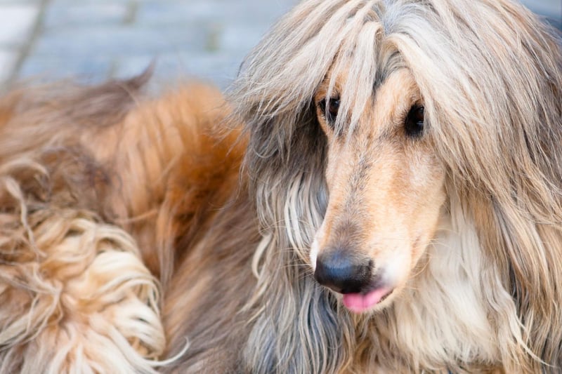 Now onto the dogs most likely to flunk obedience classes and ignore your every command. The Afghan hound may be elegant and loving, but it can be a nightmare to train. The American Kennel Club describes it as "the challenge of training an independent hound" that has a habit of being "aloof". Positive reinforcement (in other words, plenty of treats) is your best chance of getting this breed to sit and stay.