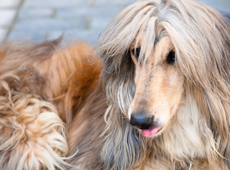 Now onto the dogs most likely to flunk obedience classes and ignore your every command. The Afghan hound may be elegant and loving, but it can be a nightmare to train. The American Kennel Club describes it as "the challenge of training an independent hound" that has a habit of being "aloof". Positive reinforcement (in other words, plenty of treats) is your best chance of getting this breed to sit and stay.